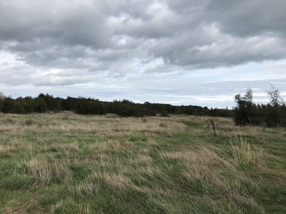 Betteshanger, Field with longer grass, white land solutions